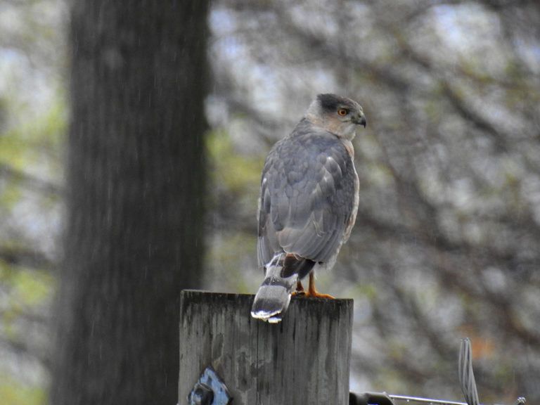 Cooper's Hawks are forest birds called Accipiters