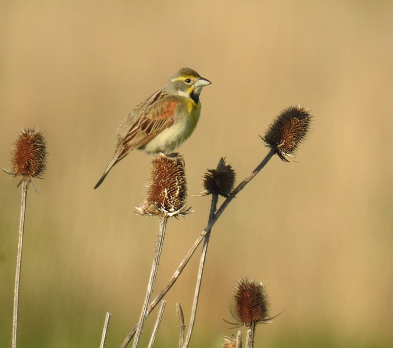 Male Dickcissel at the Shawangunk Grasslands National Wildlife Refuge in Wallkill, NY