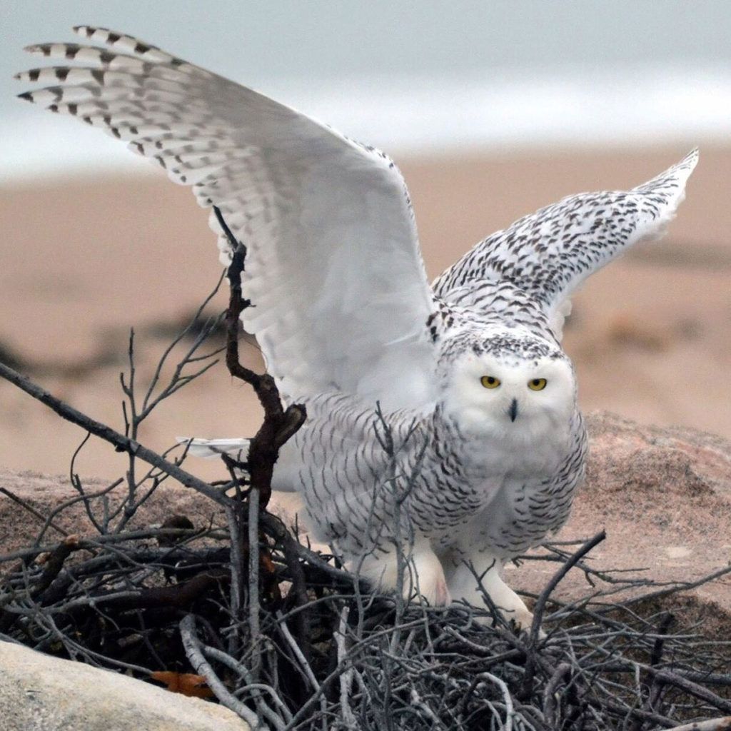 Project SNOWSTORM uses innovative science to understand Snowy Owls, and to engage people in their conservation through outreach and education