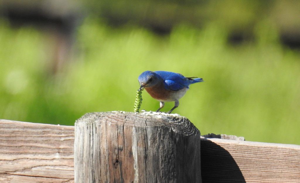 Bluebird enjoys a snack