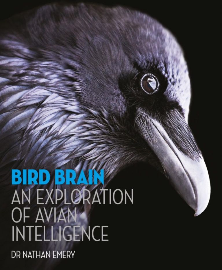 ‘Bird Brain: An Exploration of Avian Intelligence’ by Nathan Emery shines new light on the mental lives of birds