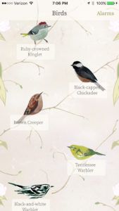 Hear randomly selected birds each morning
