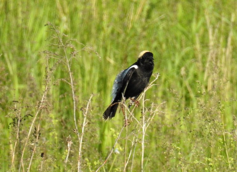 Male Bobolink sporting his backwards tuxedo