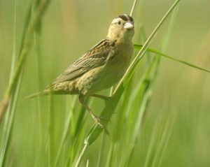 It's important to adopt bird-friendly farming practices to save grassland birds like the Bobolink
