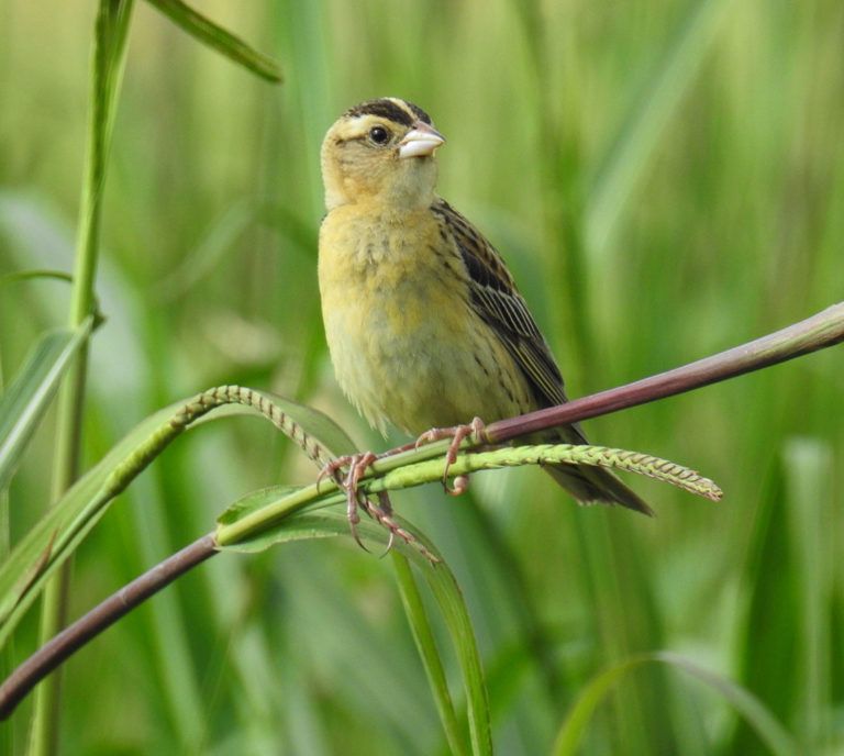 Female Bobolink perched on a grass stem