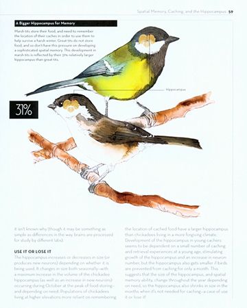 Birds that store their food and need o remember the location of their faces to survive a harsh winter have relatively larger hippocampus than other birds that don't store food