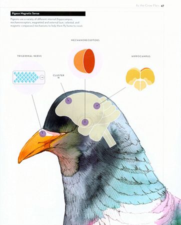 Emery discusses how pigeons use different internal and mechanisms to fly home to roost