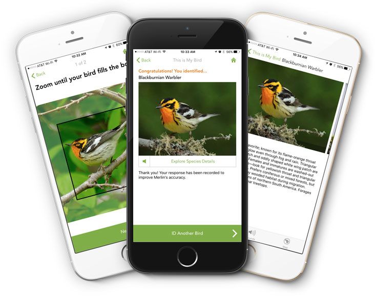 Merlin Bird ID is a free app by our friends at The Cornell Lab of Ornithology