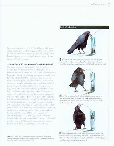 Rooks in the wild don't have a need for the use of tools. But in captivity, they have shown to successfully perform tasks that require tools