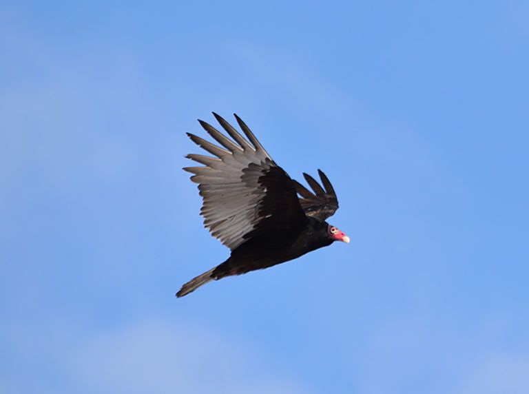 Turkey Vulture soars above Drayton Grant Park in Rhinebeck, NY