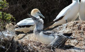 The Cape gannet has resorted to following fishing vessels in search of food