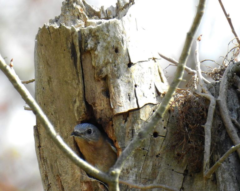 Bluebird nesting in a tree