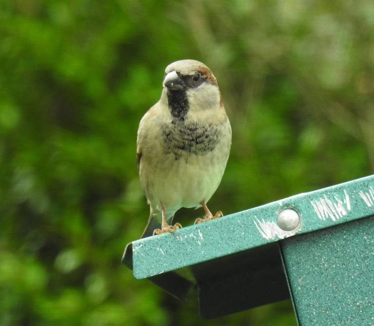 Study raises concerns that increasing summer temperatures could drive down the average adult body size, with potential effects on the birds' fitness
