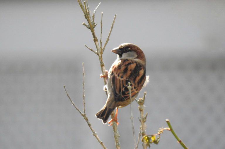 The size of European House Sparrows in Australia and New Zealand may be influenced by high temperatures during development