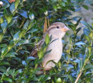 A new study from The Auk: Ornithological Advances raises new alarms about how bird populations might be affected by global warming