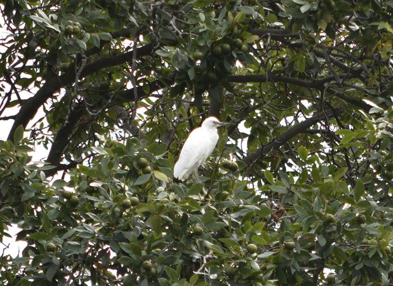 IntoBirds spotted this immature Little Blue Heron earlier this fall while leading a bird watching group in New Canaan, CT