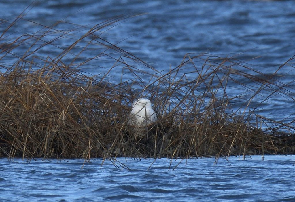 One of intoBirds' favorite migratory birds: a Snowy Owl resting on Long Beach in Stratford, CT