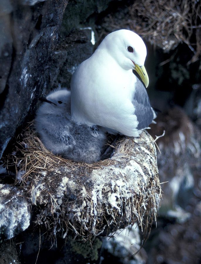 Threatened bird species: nesting black-legged kittiwake