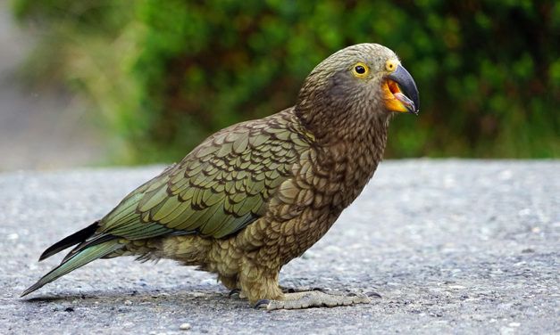 Tourists in New Zealand have made the the kea endangered by feeding them unhealthy food