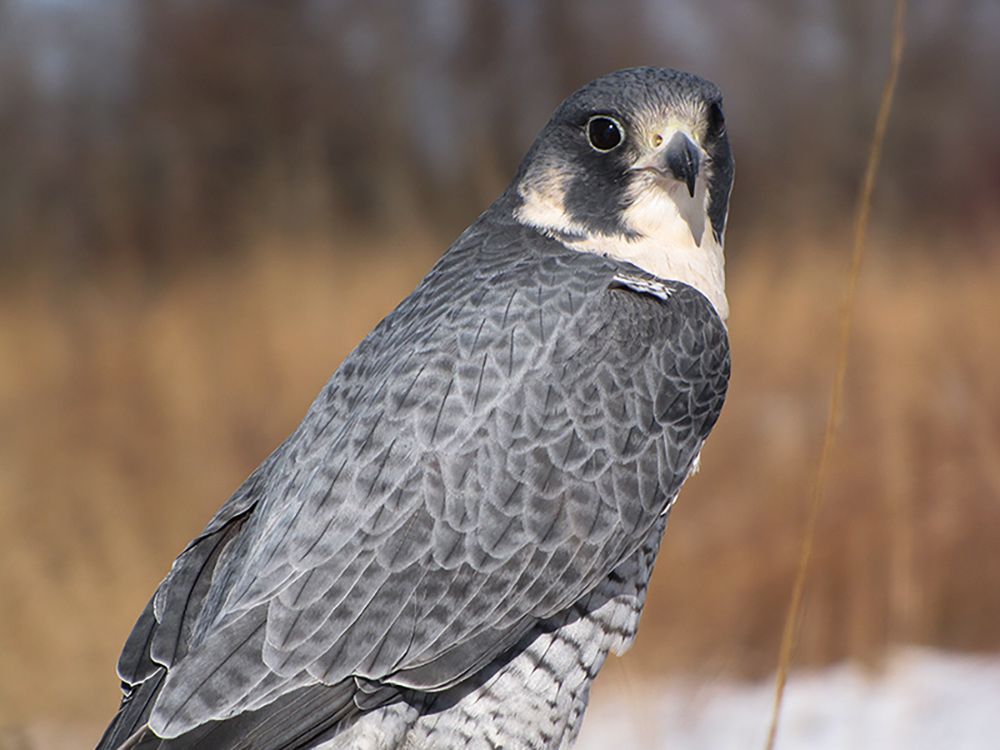 A study found that Peregrine Falcons are making a slow and steady comeback in Ireland