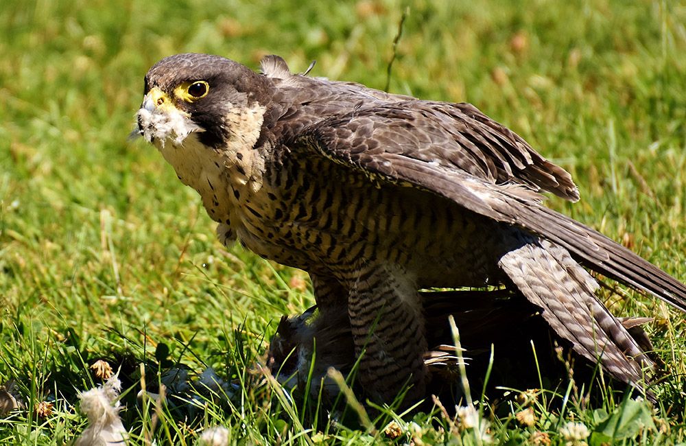 Peregrines hunt doves and pigeons, which has draw the ire of Ireland's racing-pigeon owners