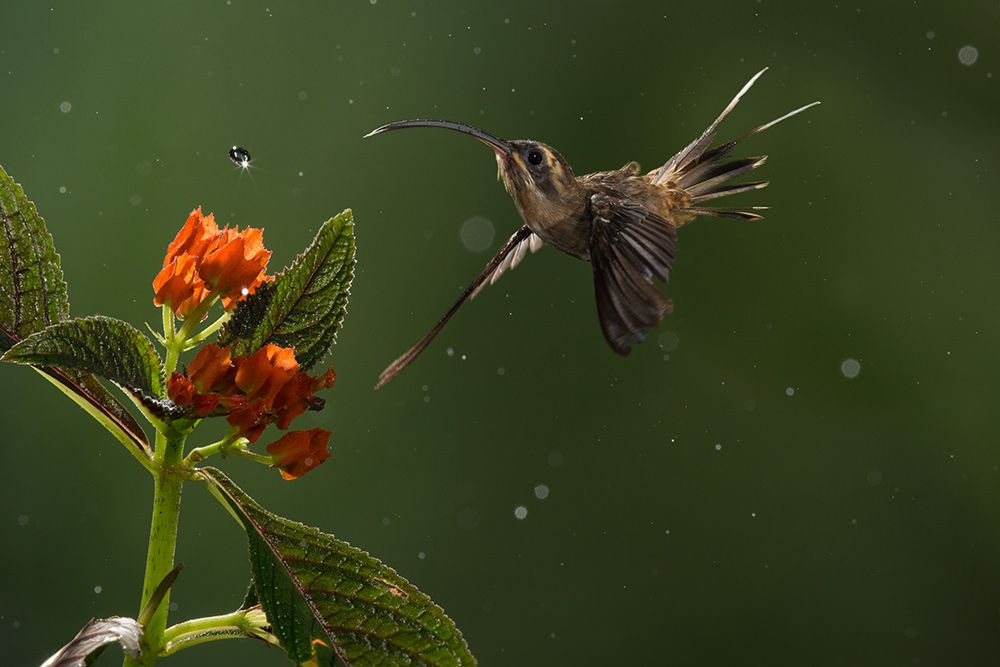 The Long-billed Hermit is twice the size of the familiar Ruby-throated Hummingbird