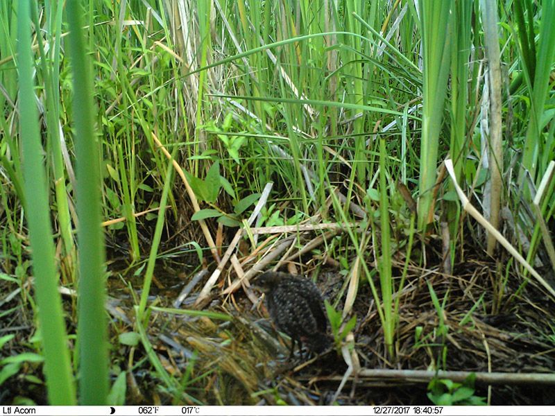 Juvenile Flufftails start to forage independently at a very young age © BirdLife South Africa