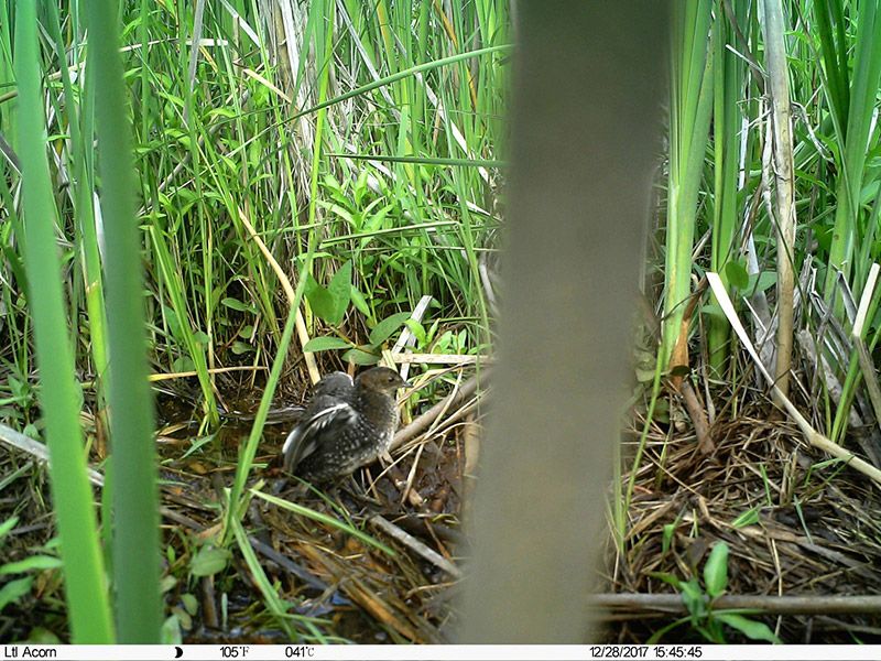 An adult female was caught on camera displaying her white wing feathers © BirdLife South Africa