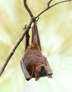 Researchers previously believed bats were energy efficient flyers due to air resistance created by the bats' ears