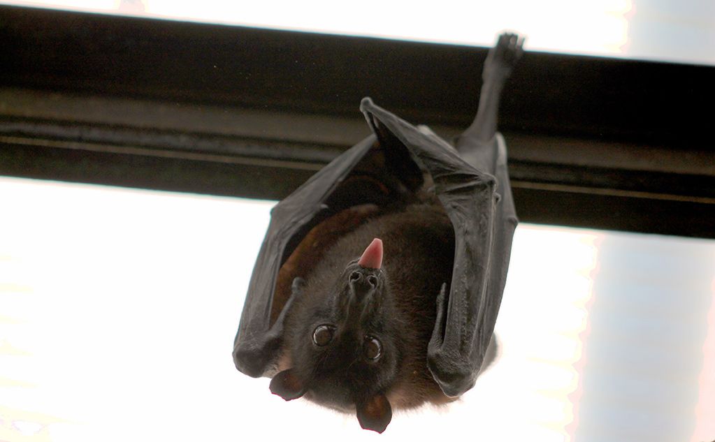 Small birds’ wings makes them efficient flyers compared to bats