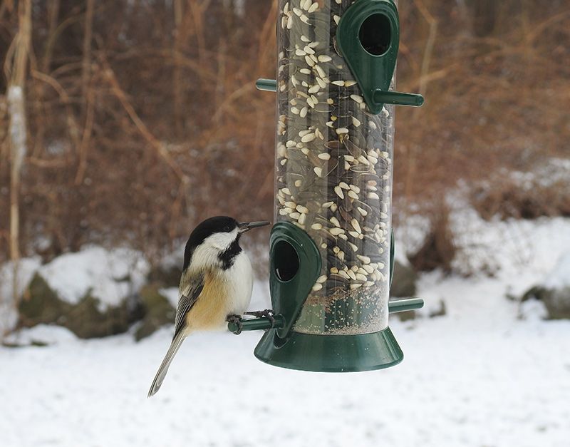 Black-capped Chickadee at the Droll Yankees feeder during the Great Backyard Bird Count