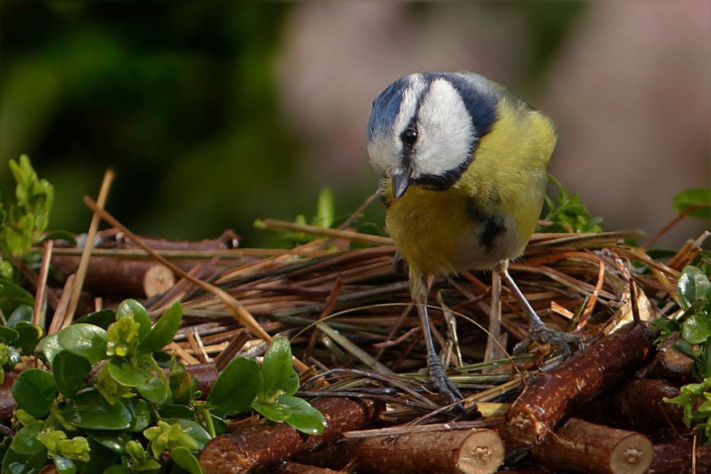 Diet and health influence the color of a blue tit's feathers