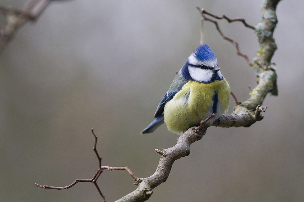 Male blue tits with white cheeks are healthier and more likely to mate with higher quality partners