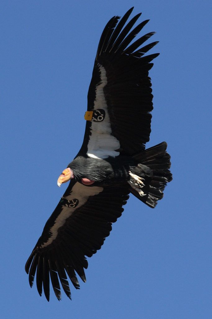 Federal biologists are concerned that wildfire could threaten endangered species such as the California Condor