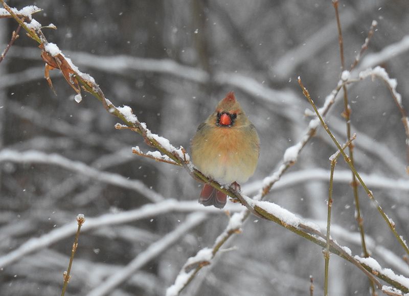 Female Cardinal from the Great Backyard Bird Count