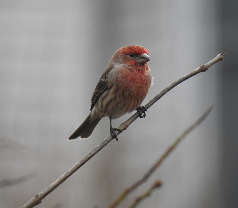 Male House Finch from the Great Backyard Bird Count