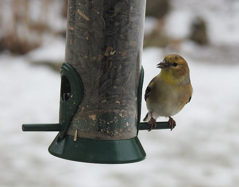 xAmerican Goldfinch at the Droll Yankees feeder during the Great Backyard Bird Count