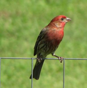 House finches are a classic red or red-orange like a ripe strawberry color
