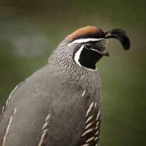 Gambel's Quail @loveofsquirrels