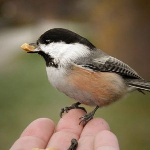 Black-capped Chickadee @loveofsquirrels