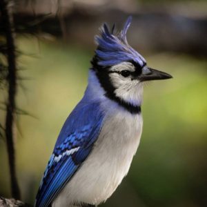 Blue Jay @loveofsquirrels