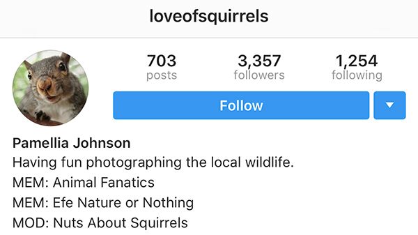 Pamellia Johnson's @loveofsquirrels is a Great Way to Start Your Day
