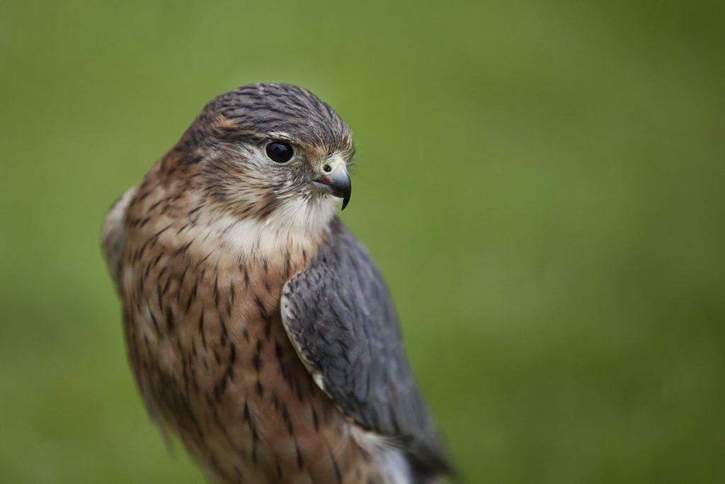 The Merlin Falcon is one of piping plover’s biggest predators. Merlin populations have increased due to the banning of the pesticide DDT
