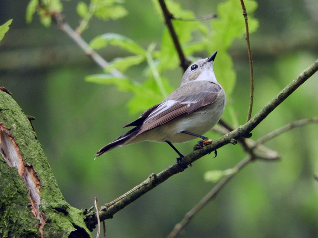 European pied flycatchers tilt their bodies backward when flying at low speed and this creates more body resistance and increased energy consumption