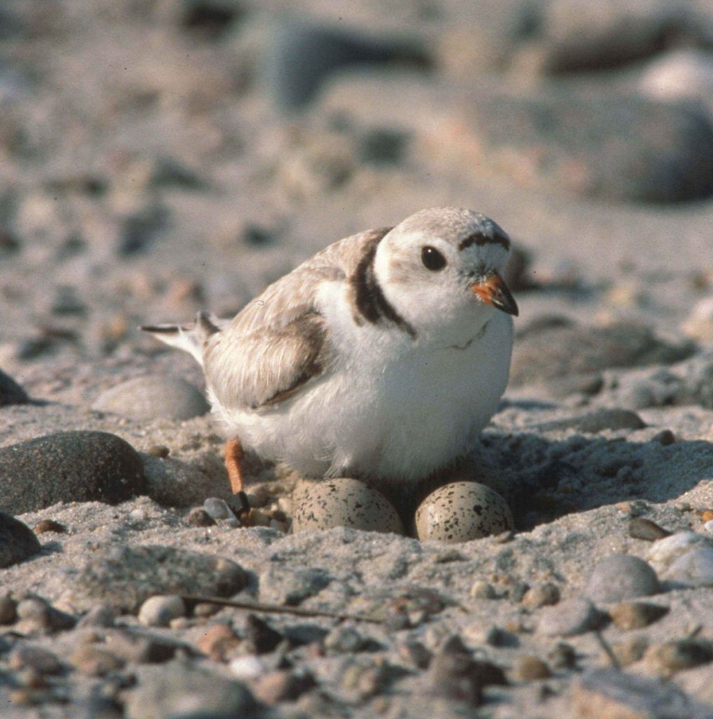 Female Piping Plover-guards its eggs nested in the sand. Photo credit USFWS