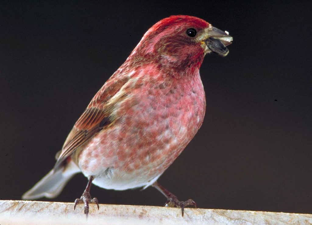 Purple finches are more of a pink or rosy hue similar to a raspberry