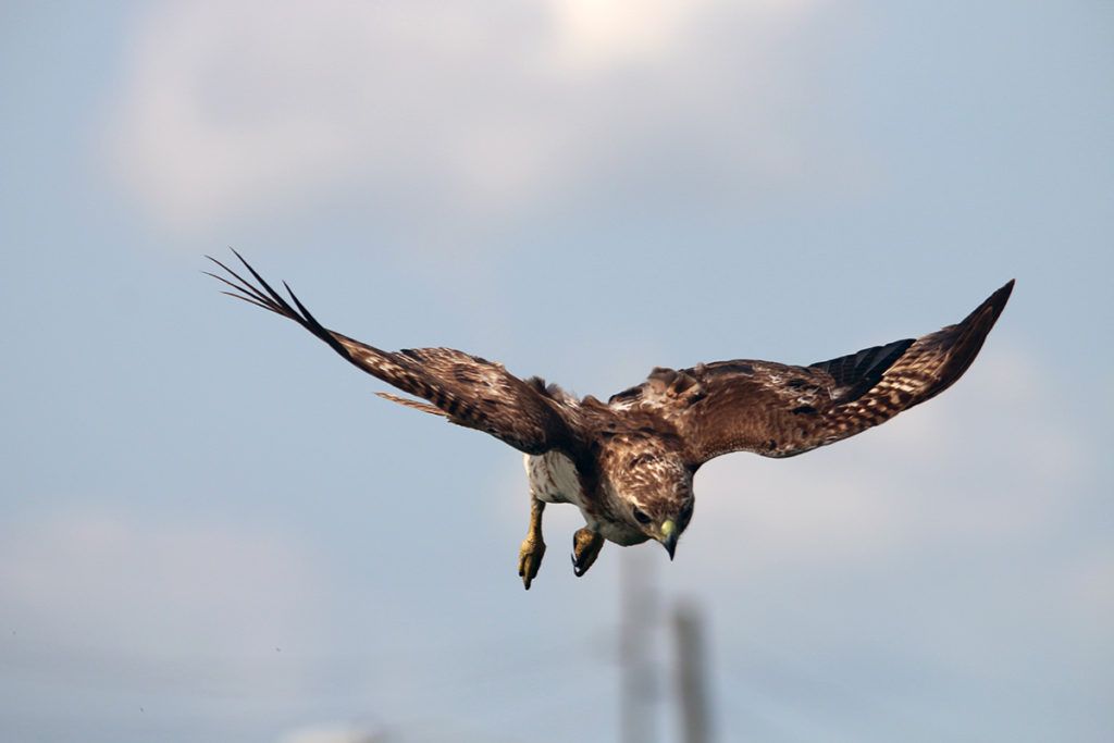 Red-tailed Hawk comes in for a landing