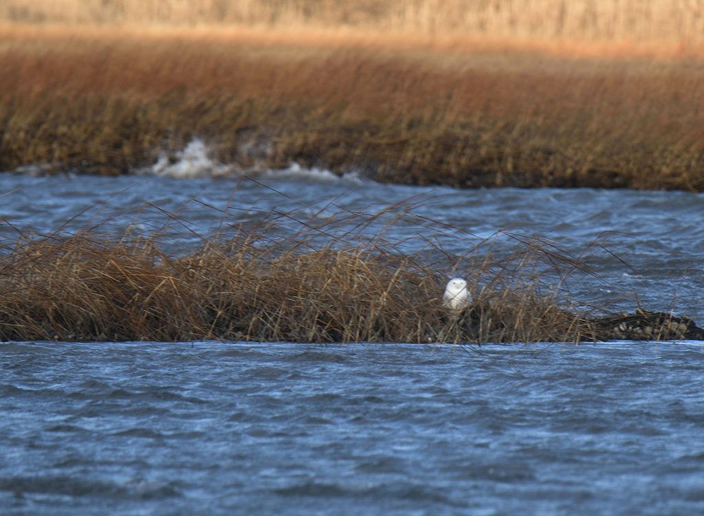 EnergyFlux Ellipse helped us endure brutally cold winds to photograph the Snowy Owl on the beach in CT