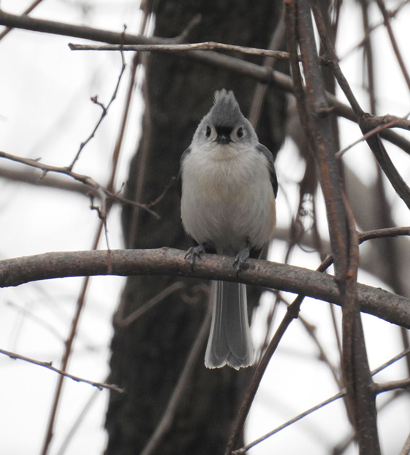 Tufted Titmouse from the Great Backyard Bird Count
