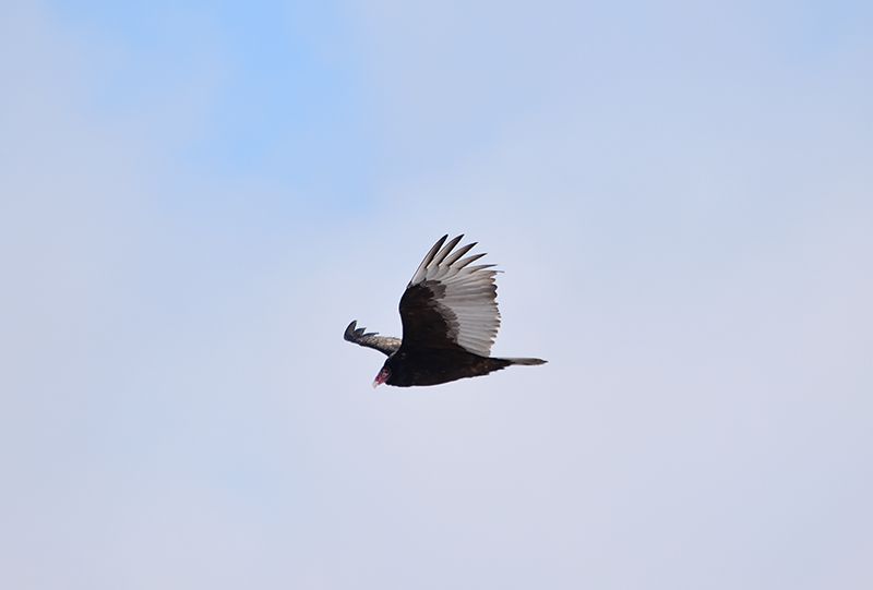 Turkey Vulture from the Great Backyard Bird Count
